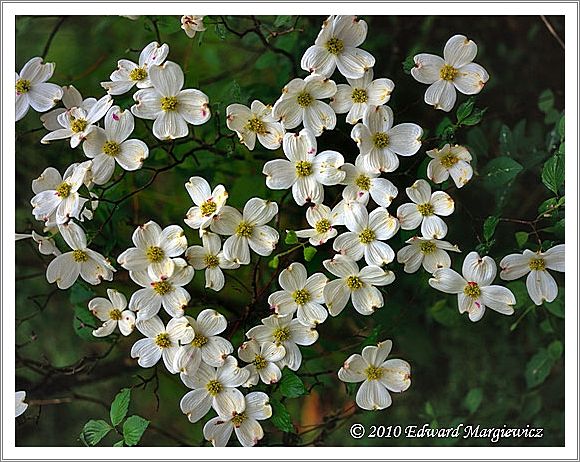 450657   Dogwood blossoms in a heart shaped pattern